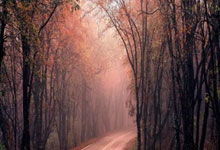 小牛大胜雄鹿，波尔津吉斯发挥出色